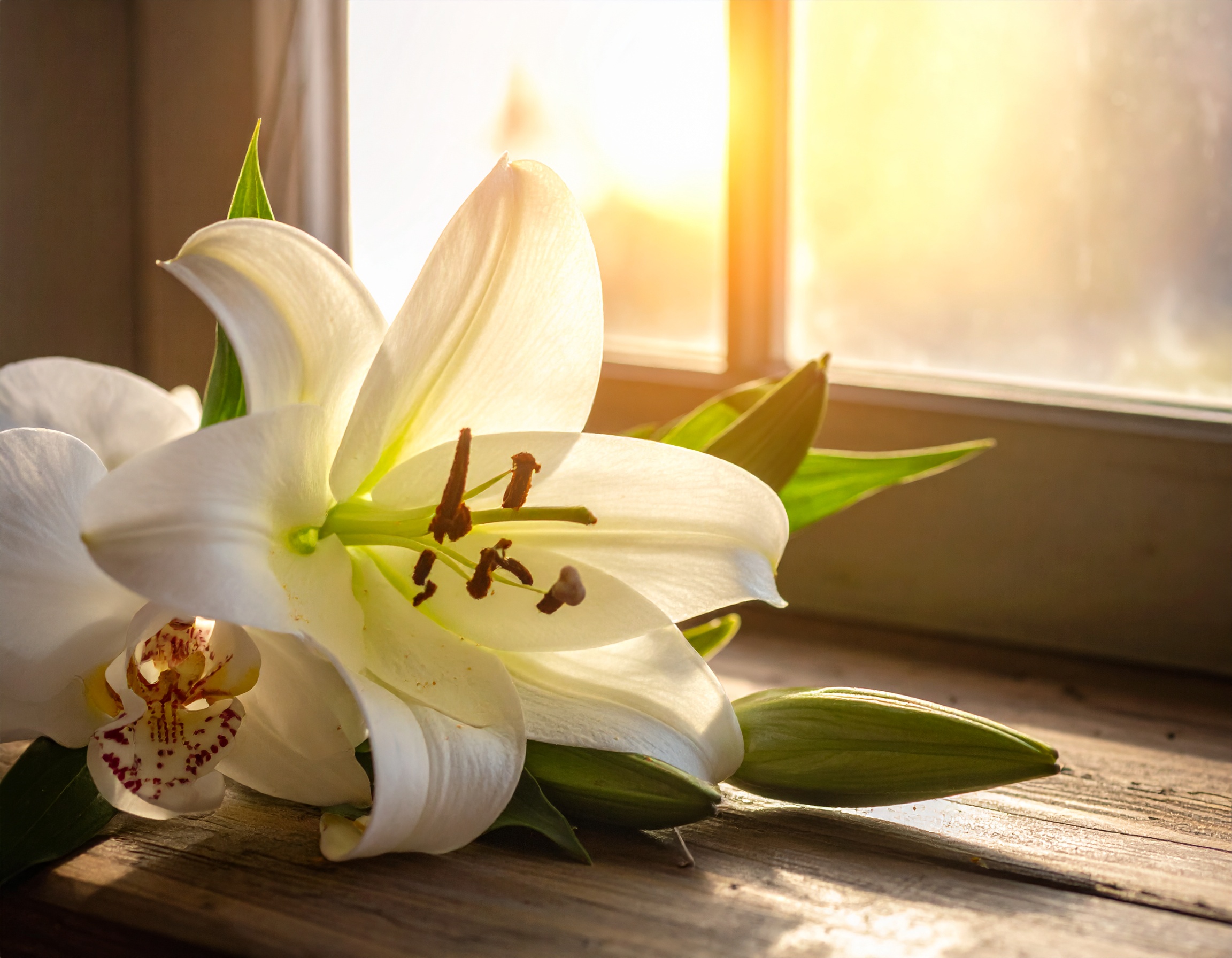 仏式葬儀に最適。蓮と菊が彩る伝統スライドショーデザイン集